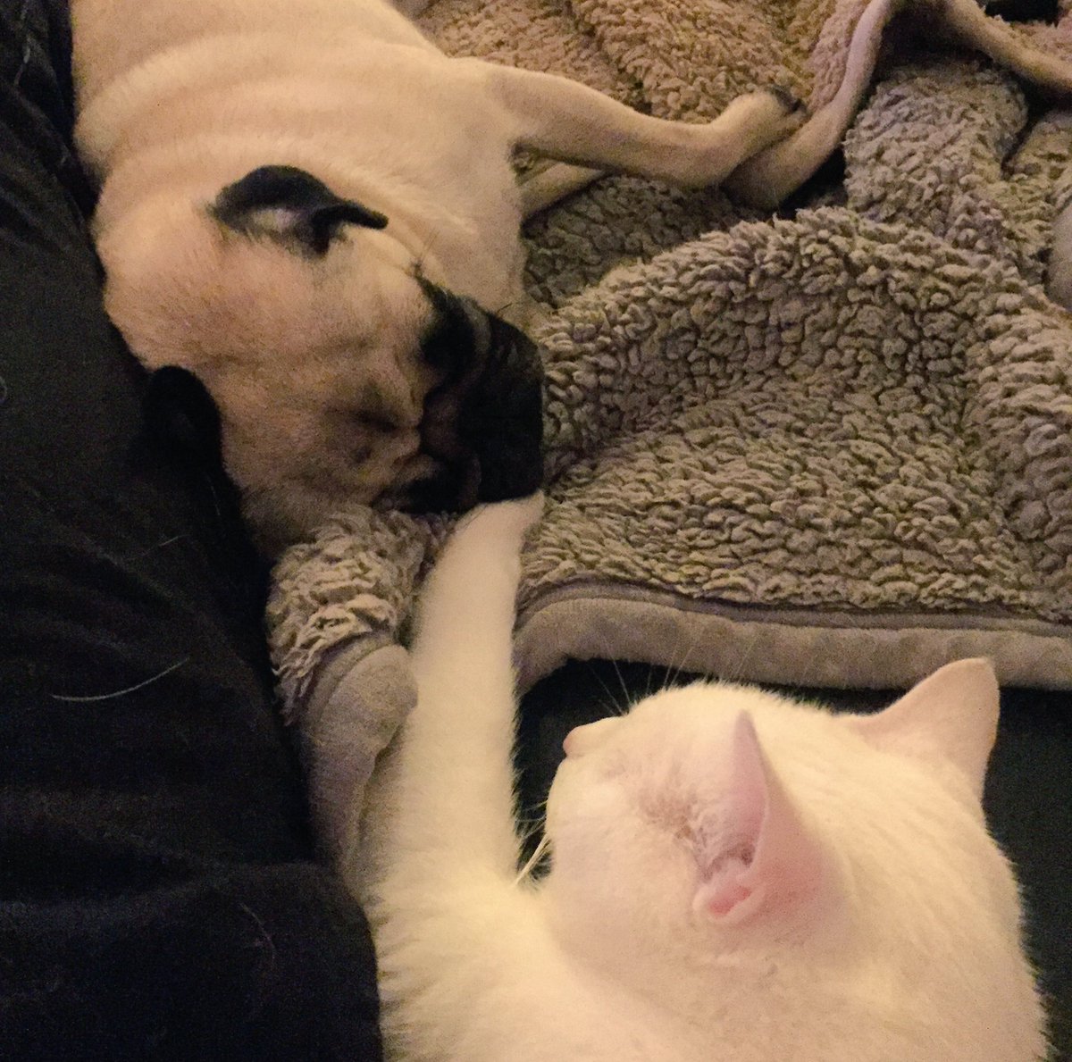 Afternoon snooze with the cat #puglife