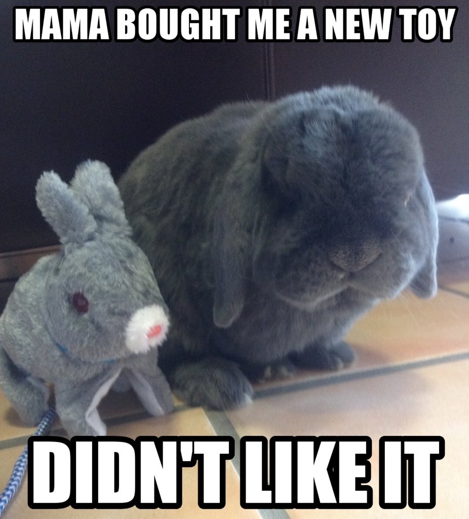 #bunnymemes #funny #rabbit #cute #grumpybunny #houserabbit