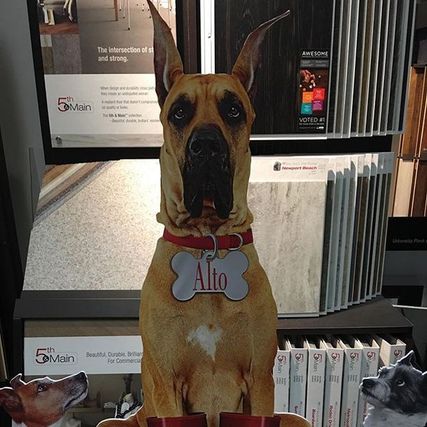 CarpetForLessMO's tweet image. #Floorte models in our showroom on the corporate campus.#ShawFloors pbxx.it/IOuB7r