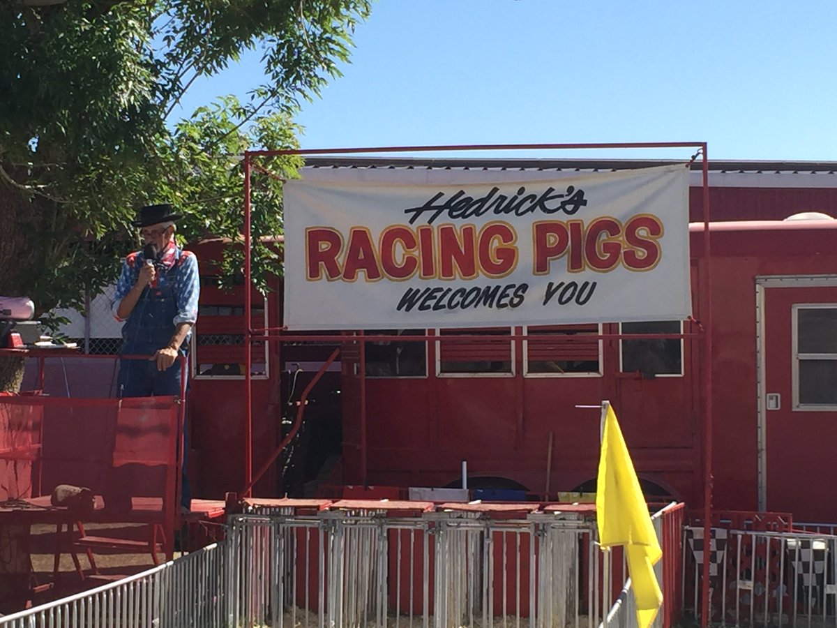 socialsavvysug's tweet photo. Pig races are about to begin! Join us @DateDest2016 #Socialiqmktg https://t.co/ESiha5Y42Z