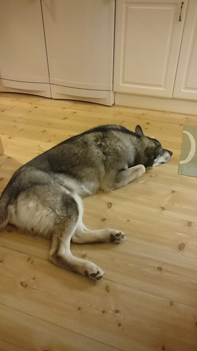 gustavrotvold's tweet photo. Nu vill jag hem till min tröttluva 💤 #ögatshelix #favoriten https://t.co/AiVPuBVkya