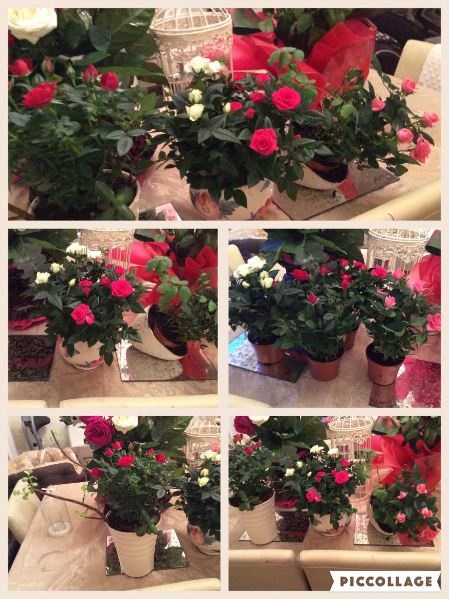 LielLandscape's tweet photo. Repotting roses for a great windowsill display, getting ready for spring 😍 https://t.co/Lb8mVNldQO