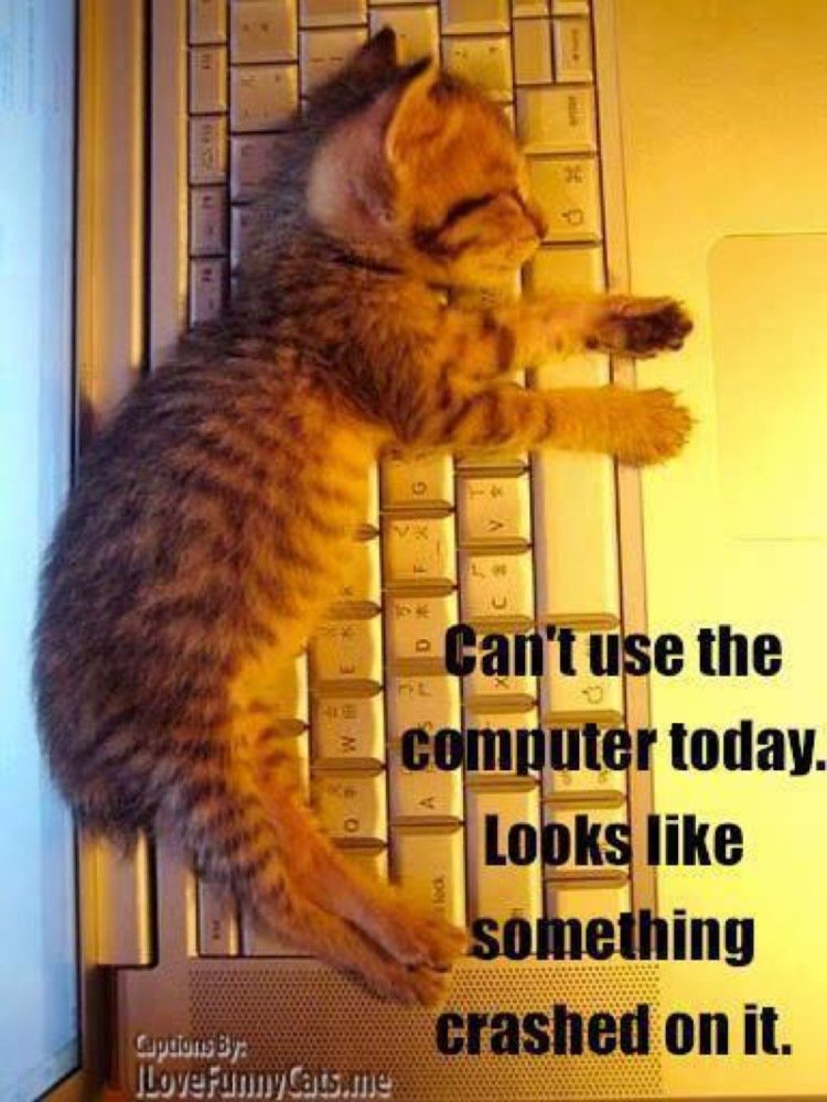catsnkittys's tweet photo. This happens to me a lot....... https://t.co/E7sSs1eKxU