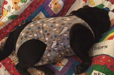 barkitwear's tweet photo. Archie, #NewYork #pug, naps in his #Barkitwear #PSuit. #lazysaturday #puglife #dogsoftwitter #cutedogs #puppylove https://t.co/c97zUM2eQ1