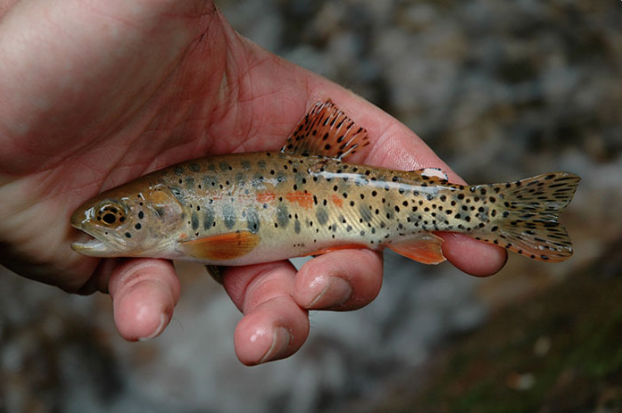 #FishFacts: Saving the Greenback Cutthroat #Trout
bit.ly/1Q7UxSJ
thanks to @PhilMonahan
#flyfishing
