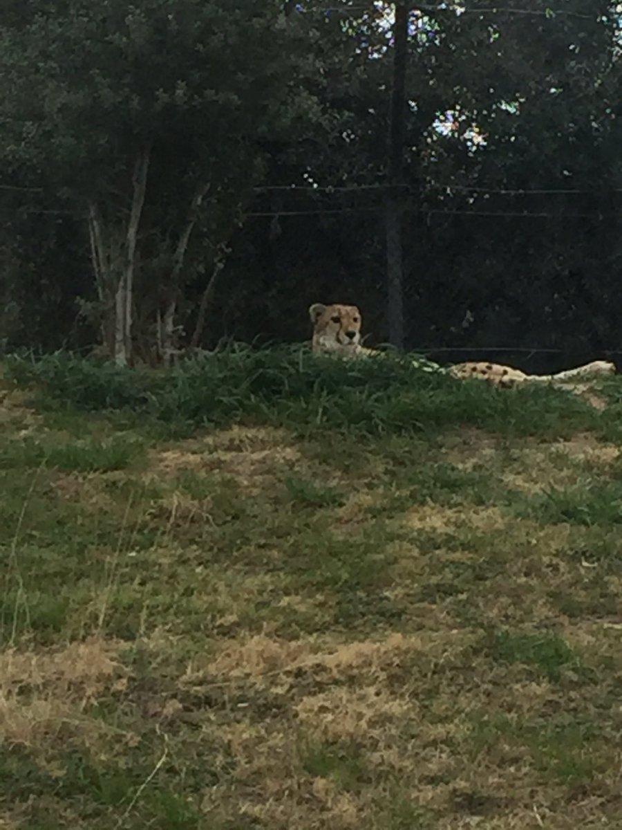 Zoo time🐧🐨🐼🐘#bestbirthdayever <a href="/AAnnellewilson/">Annelle Wilson</a> <a href="/Jay_J_Page/">Jay Page</a> <a href="/ChristieVowell/">Christie Vowell</a> @Gabriela_Rico8 <a href="/Geraldbustillo2/">Geraldbustillo</a>