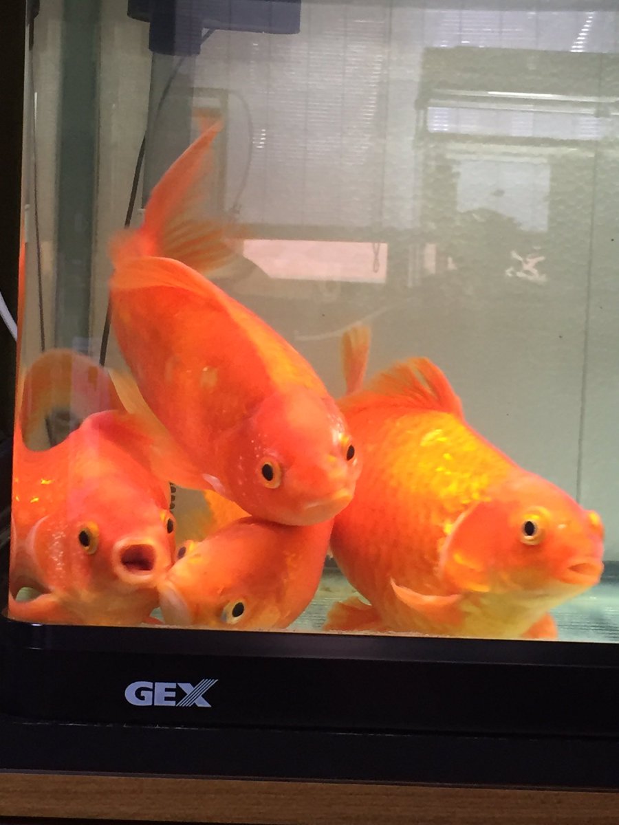 金魚あるある