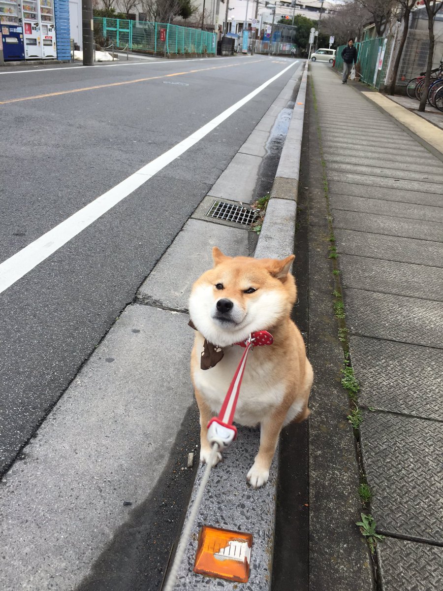 柴犬ハナ お家から遠くなる方へは行かん T Co Ddgqnminfc