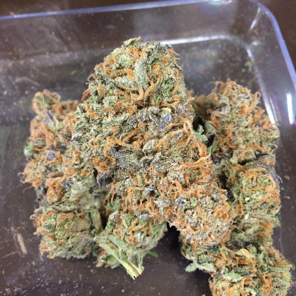 mudbaymeds's tweet photo. Prepping those killer Alien Orange Cookies nugs for photographing! Grown by @FireBros206  of course :) https://t.co/WJpvnocjDH