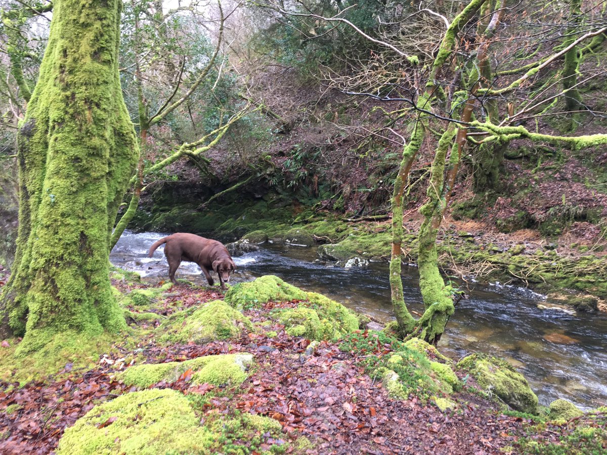 VisitDartmoor's tweet photo. To the woods, to the woods! We are so lucky with our wonderful #Dartmoor #Devon #Woodlands. @Devon_Hour @VisitDevon https://t.co/q4NQFgEvJe