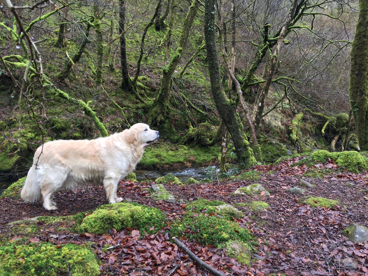 VisitDartmoor's tweet photo. To the woods, to the woods! We are so lucky with our wonderful #Dartmoor #Devon #Woodlands. @Devon_Hour @VisitDevon https://t.co/q4NQFgEvJe