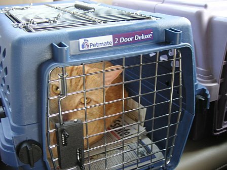 LOL_Cats (@lolcats_fun) on Twitter photo 