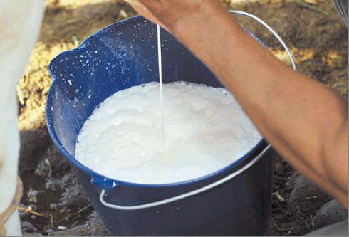 #Centroamérica : Buscan opciones para la leche de Nicaragua - lecherialatina.com/noticias/busca…