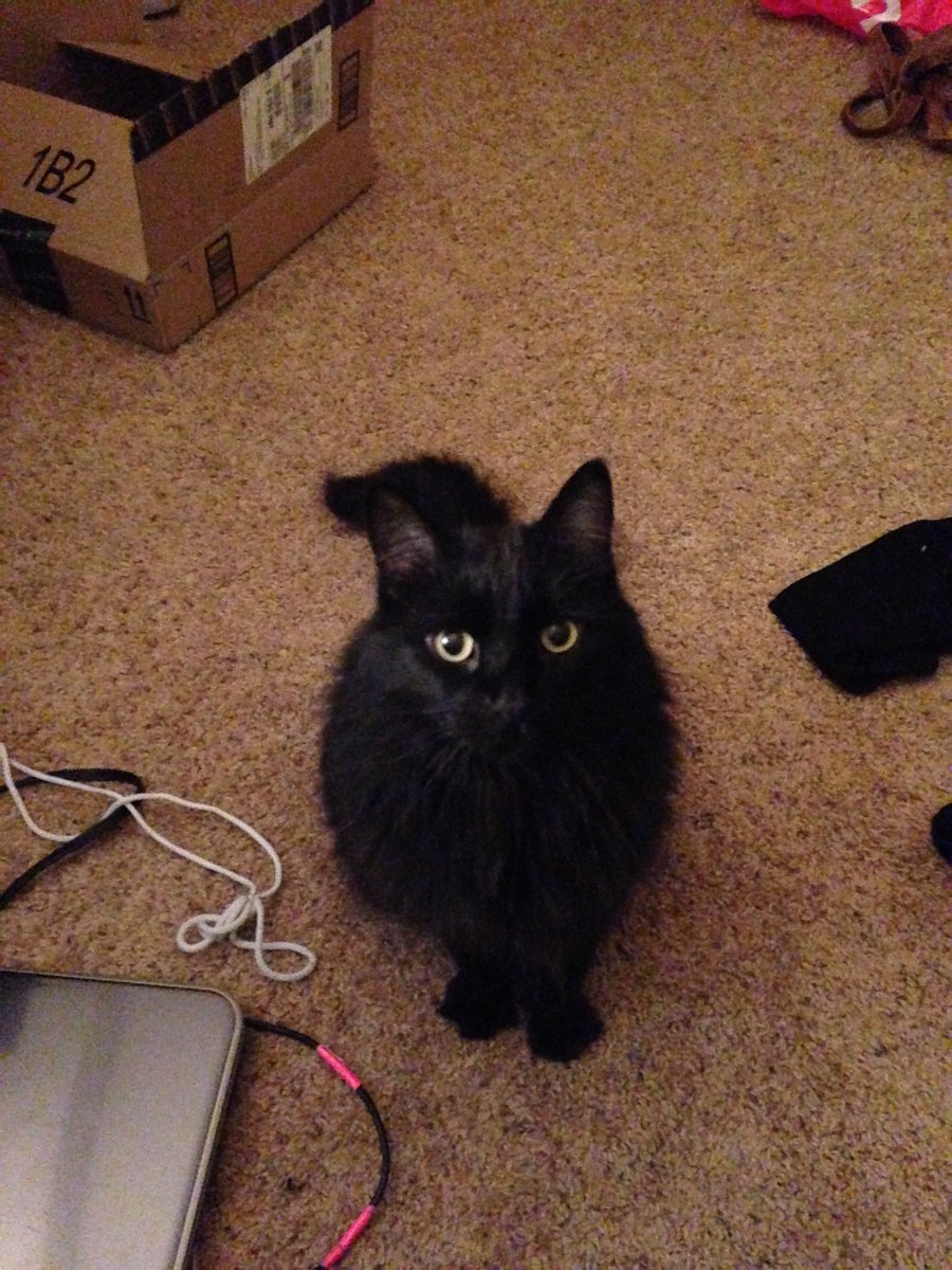 DoraKorpar's tweet photo. I love my life pet every day, but happy #LoveYourPetDay #shelookslike #toothless https://t.co/rFJ88idLKP