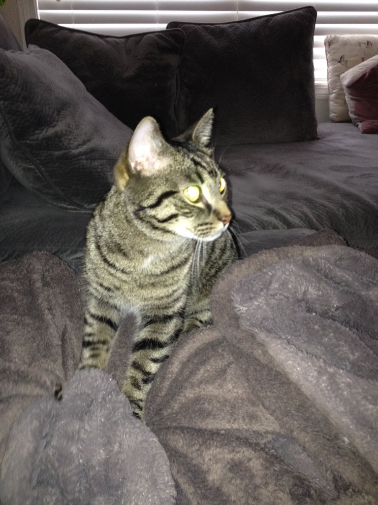cat30555601's tweet photo. I'm in love with this blanket https://t.co/JgOzZdhGOX