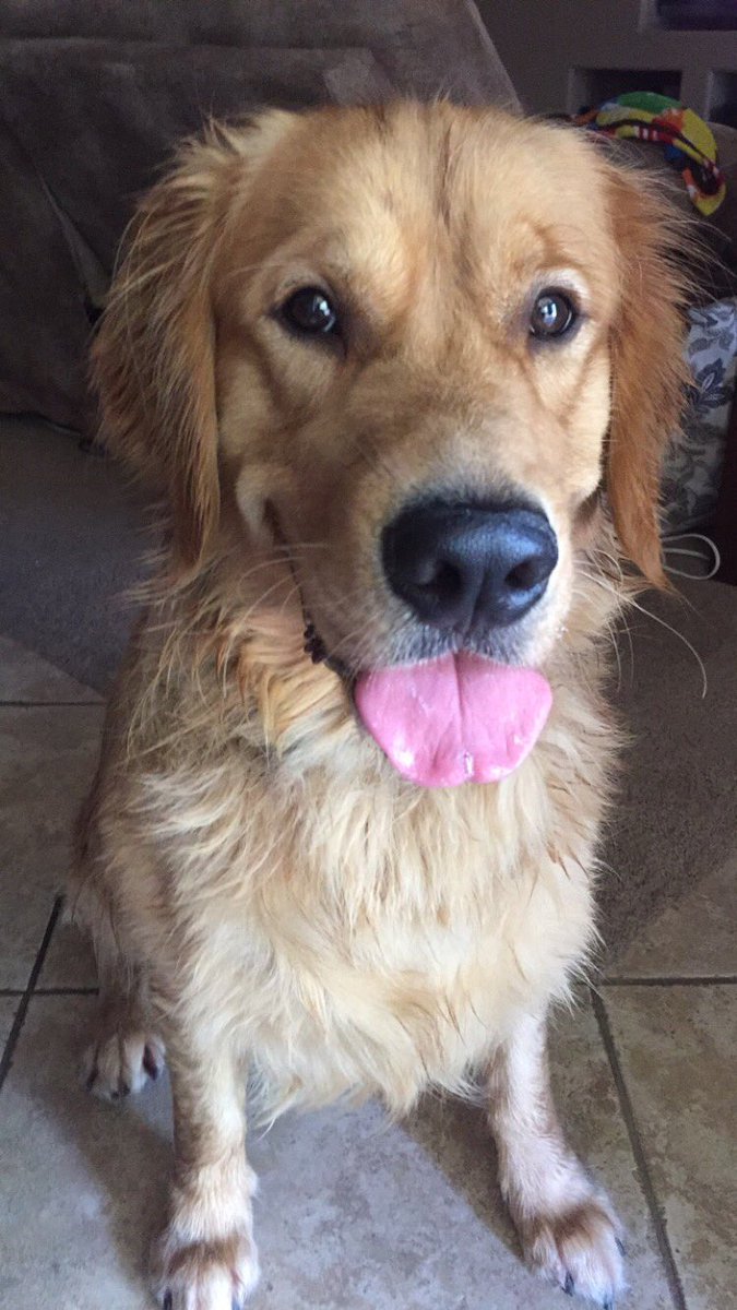 kelliemac208's tweet photo. @kelliemac208 obviously had to post something bc I love this crazy pet of mine❤️ #procheezitcatcher #magicmav https://t.co/C9zzNlEoty