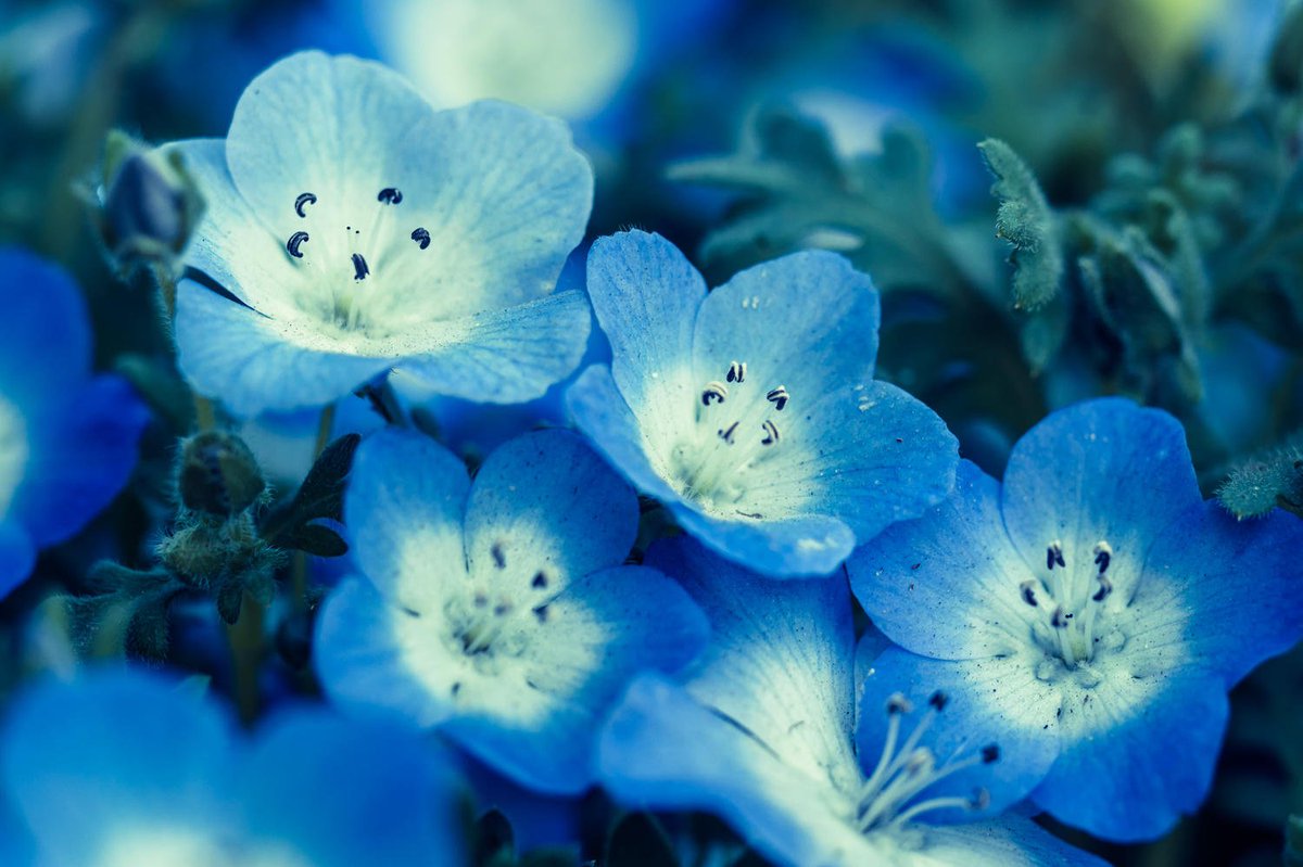 花研部 Hanaiku Tym Twitter 花研部 Hanaiku Tym Twitter