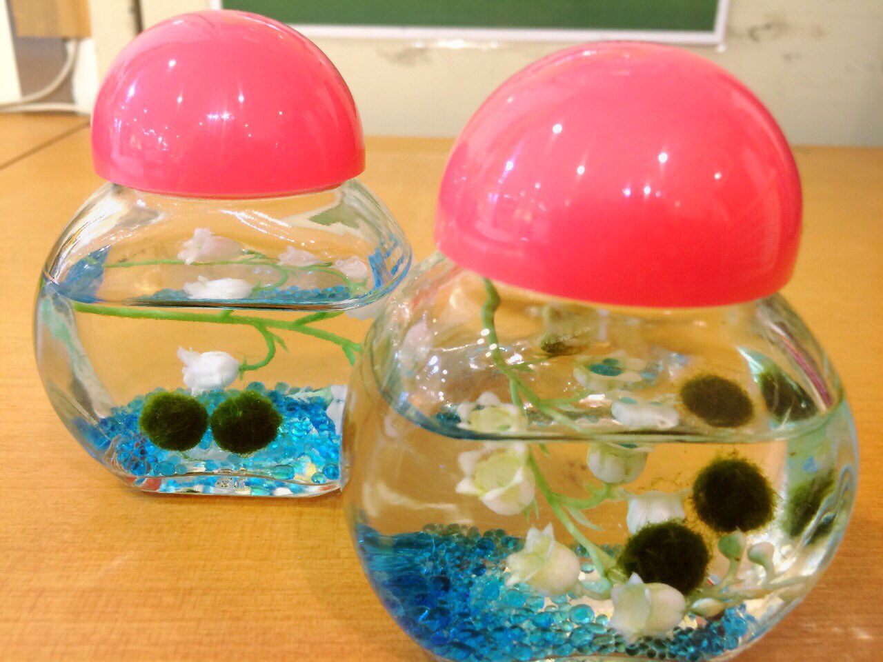 どさんこいちばららぽーと横浜店 さっきテレビに北海道の まりもちゃん達が出てました 天然のまりもは売れないので 人工まりも ですが ちゃんと大きくなるし増えたりするんですよ かわいいです 水道水で育つので手間なしです レジ前で売ってるので