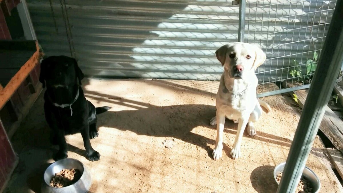 CRenfurecida's tweet photo. AYUDA. Perros perdidos en Camino de Moledores, 2 labradores la hembra negra Shira, el macho blanco Simón. https://t.co/ZDFREFIJed