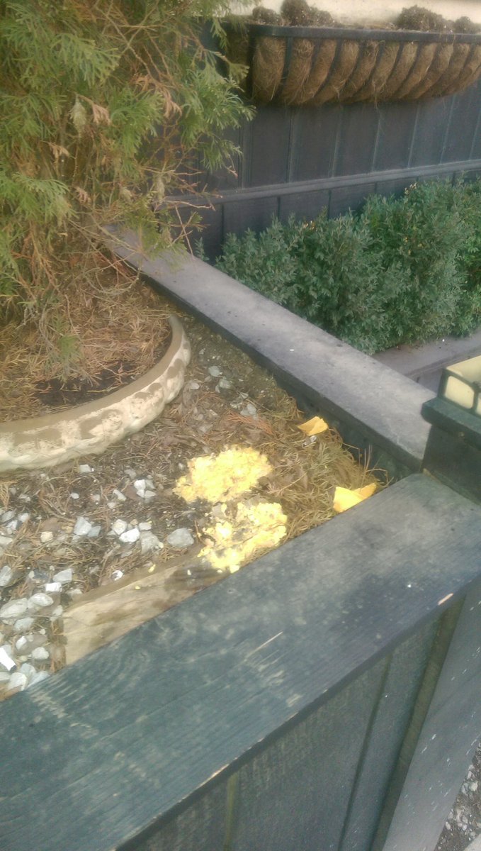 poop_snap's tweet photo. @ChicagoVomit Spring time is here! https://t.co/B0Fi0whvGo