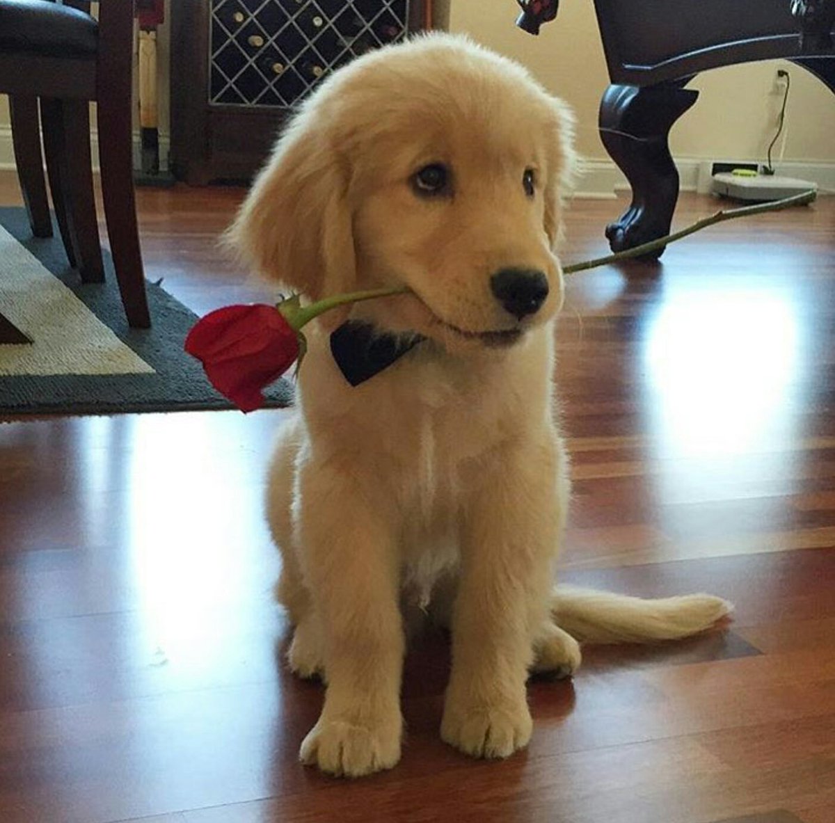 educ_canin's tweet photo. On his way to steal your girl https://t.co/N85D9PcHQE