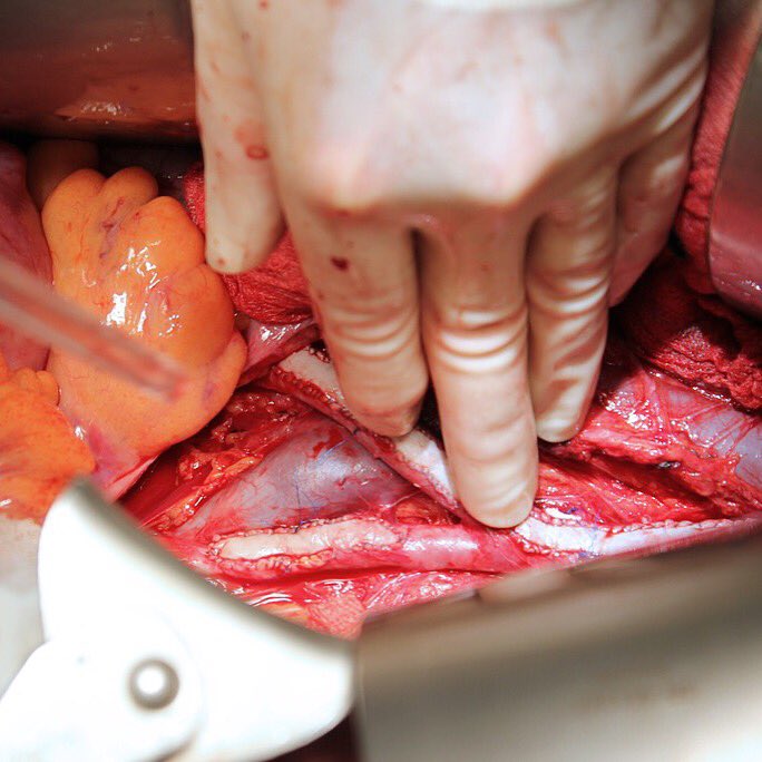 MDorBust tweet media