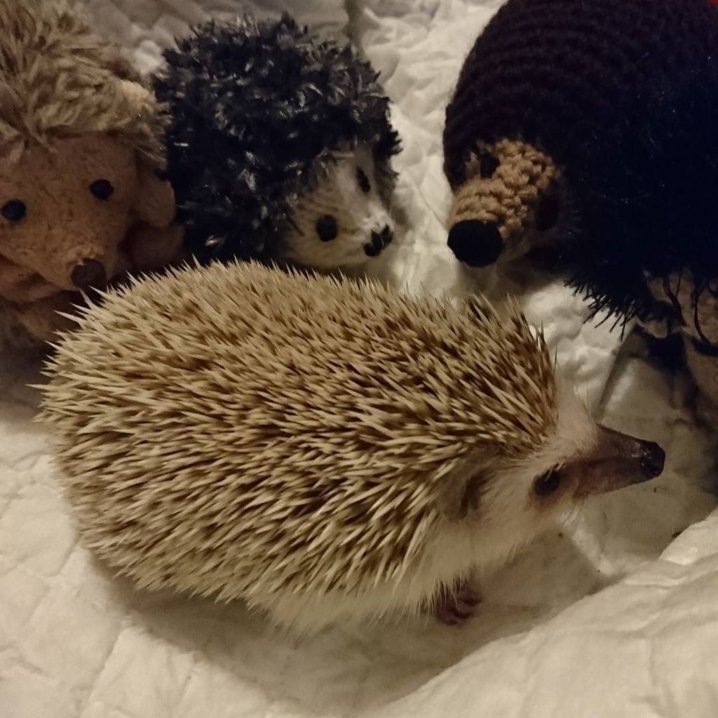 GlasgowBBlogger's tweet photo. #Begbie and friends
#begbiethehedgehog
#aphedgehog #africanpygmyhedgehog
#hogsofinstagram #hedgehogsofinstagram #… https://t.co/mjsdHpCwqE