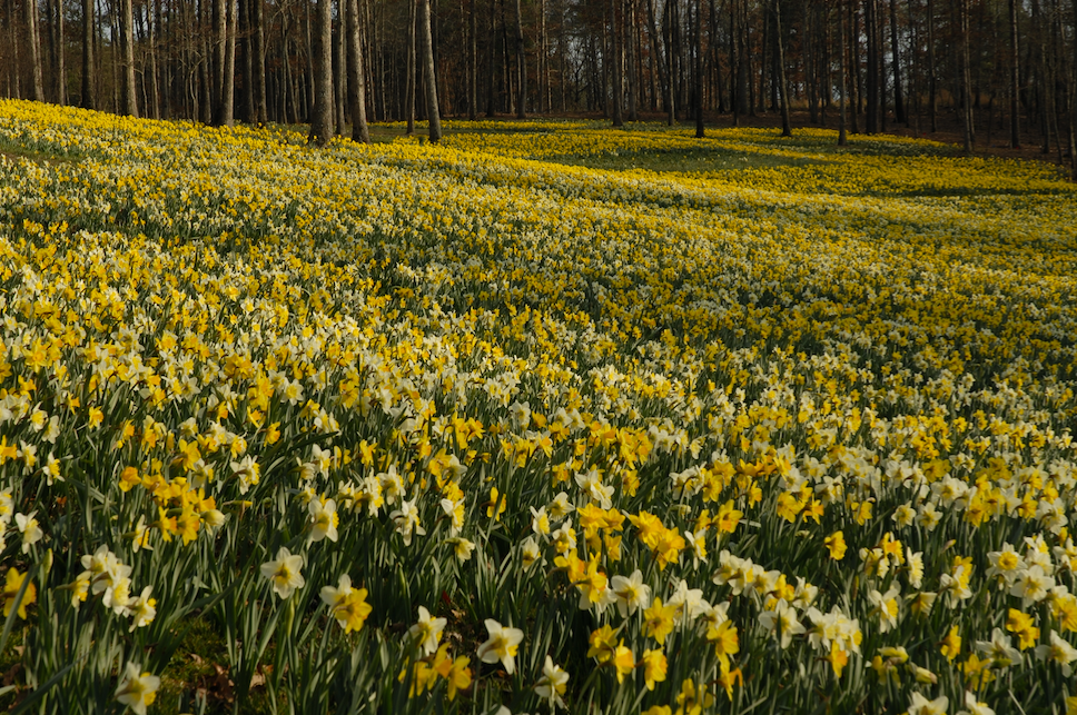 gibbslandscape's tweet photo. #daffodils A sign that spring is around the corner! #landscape https://t.co/XZWtg9FGOD
