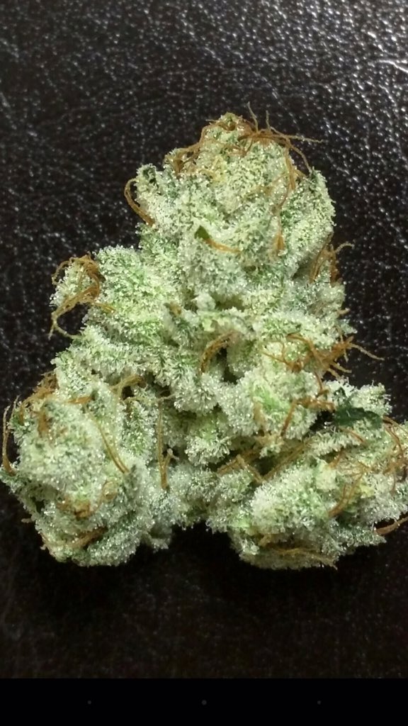 420plantlife's tweet photo. #420PlantLife #420PlantLife🔥 https://t.co/16rVPryvhC