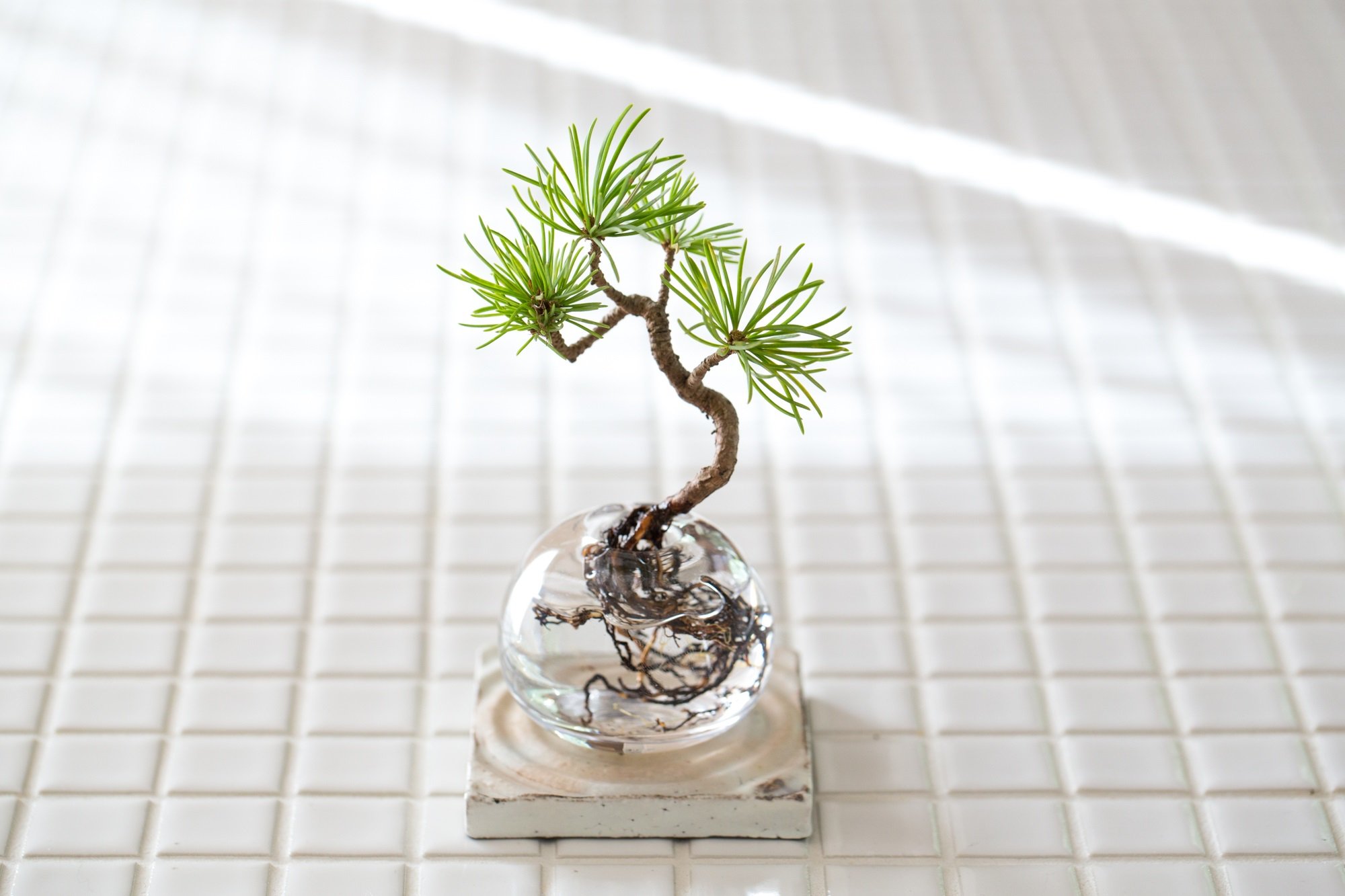Sekai Bonsai 土を使わない盆栽 Aqua Bonsai アクア盆栽 に注目です ガラスの中に入って水だけで育てることができる盆栽です 見た目の可愛さが際立ちます 盆栽 Bonsai T Co 11esuchnxa T Co F5k2dmwkbg Twitter