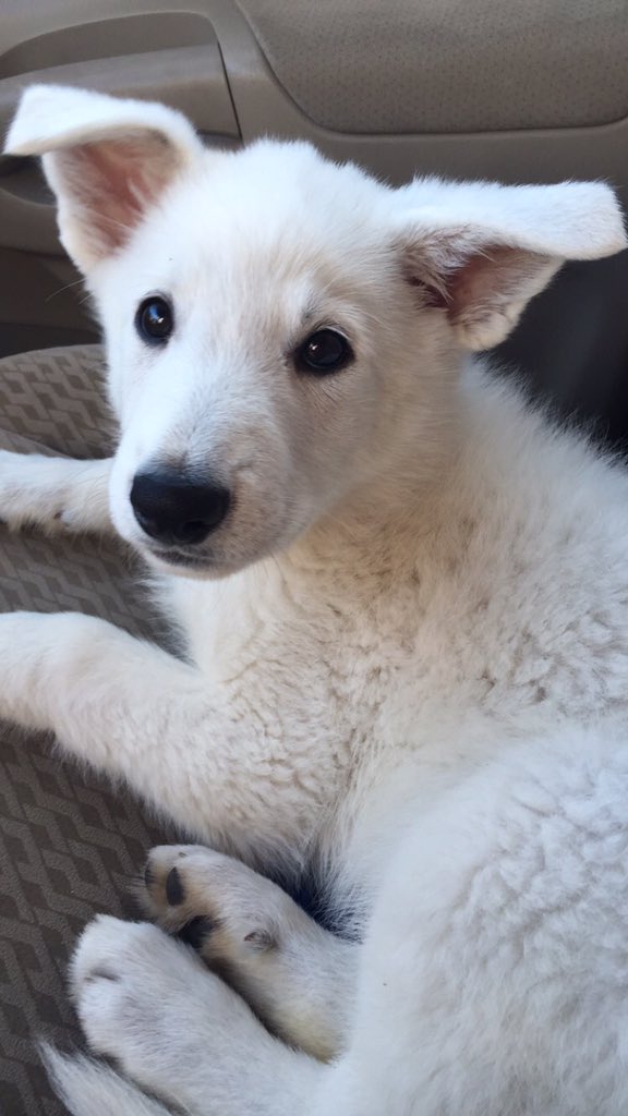 ShepherdPics's tweet photo. White German Shepherd 😍😍 https://t.co/WlOETmuIPh