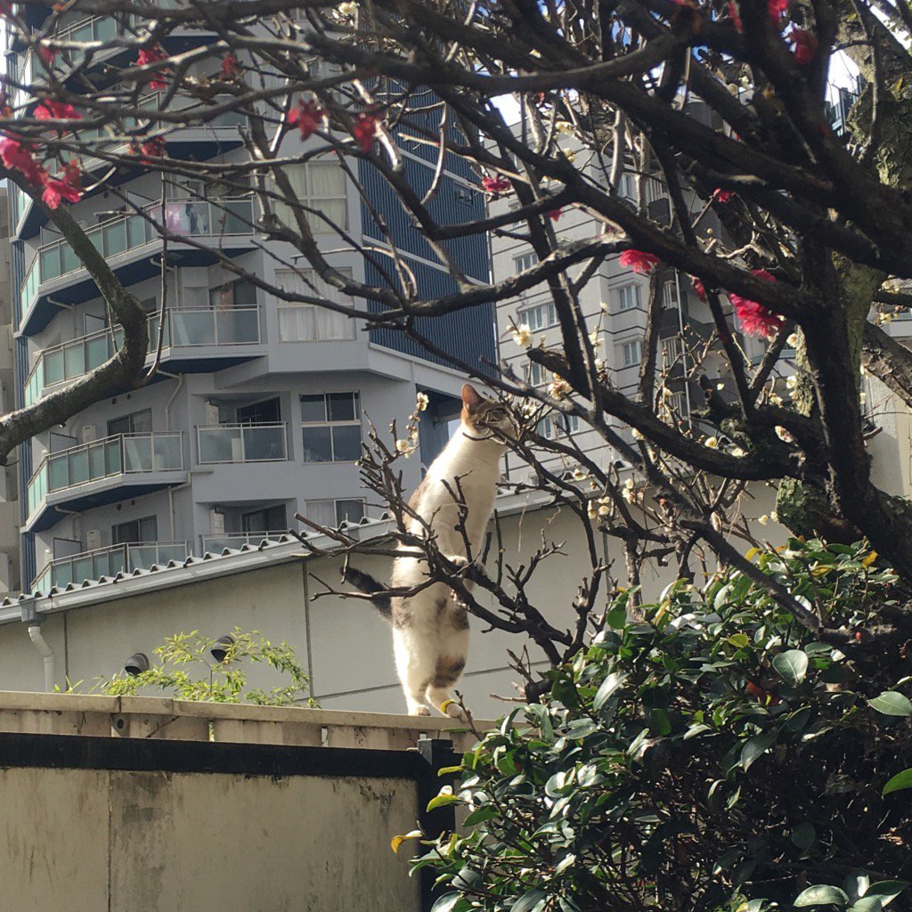 kapaking's tweet image. 背伸びして梅の香をかぐねこ