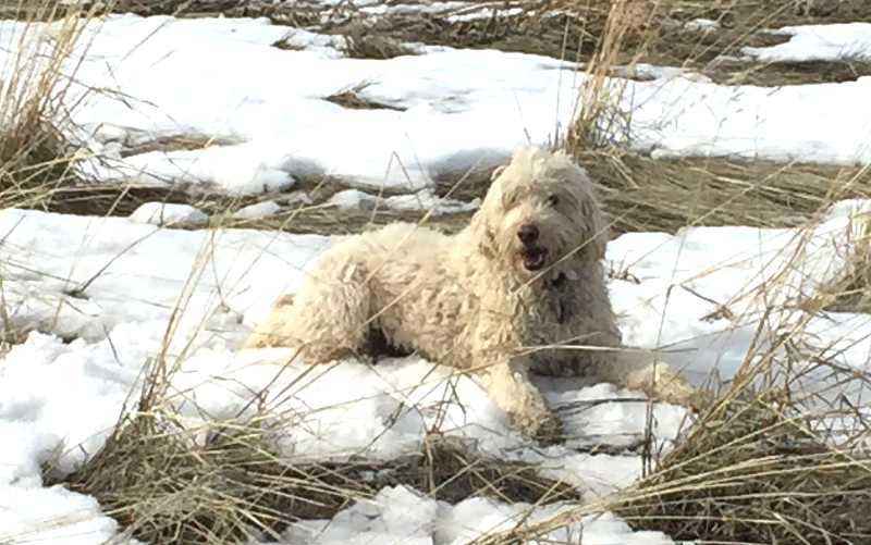 BoulderEllie's tweet photo. Yesterday, I was happy playing in the snow!  #startupdog https://t.co/RDMcwnSm2C