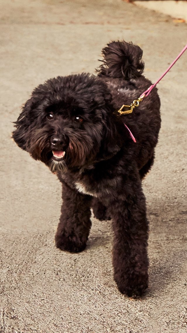 This has to be #WagsandWalks' favorite holiday! Happy National #LoveYourPetDay, everyone ❤️ #rescue #adopt #love