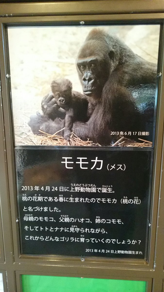 mcz_koooooh's tweet photo. ゴーリラーのパーンチはスーゴーイー♪ https://t.co/kOVNdyq1W3