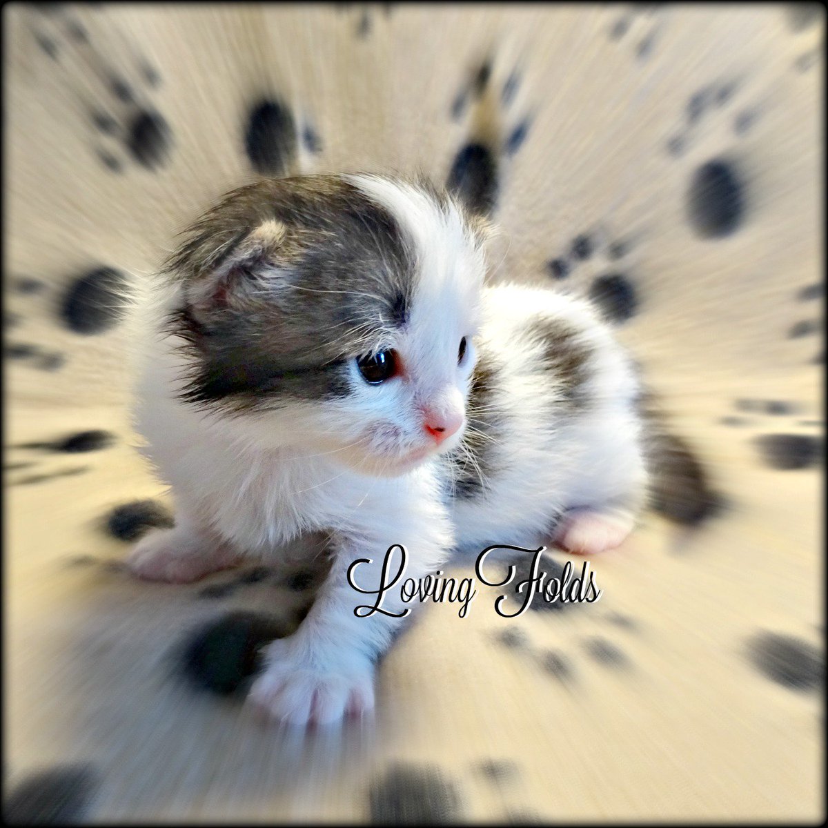 Scottish Folds Usa On Twitter Scottish Kilt 2 Weeks Old Scottish