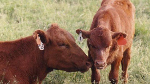 beef2live's tweet image. Iowa Cattle Inventory (1867 - Present) goo.gl/deK3Nd