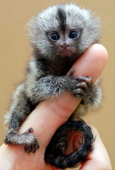 Zoologimy Di Twitter Hyeee Pygmy Marmosets Here Also Known As Finger Monkey And Pocket Monkey Becuz Of My Small Size Httpstcoazxqweyzs9 Twitter