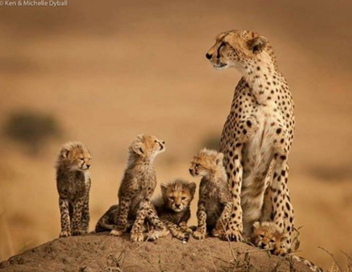 southernskyadv's tweet image. Cheetah mother &amp;amp; cubs, photo tells a few stories
Africa..In Your Wildest Dreams          
#cheetahmom #cheetahcubs