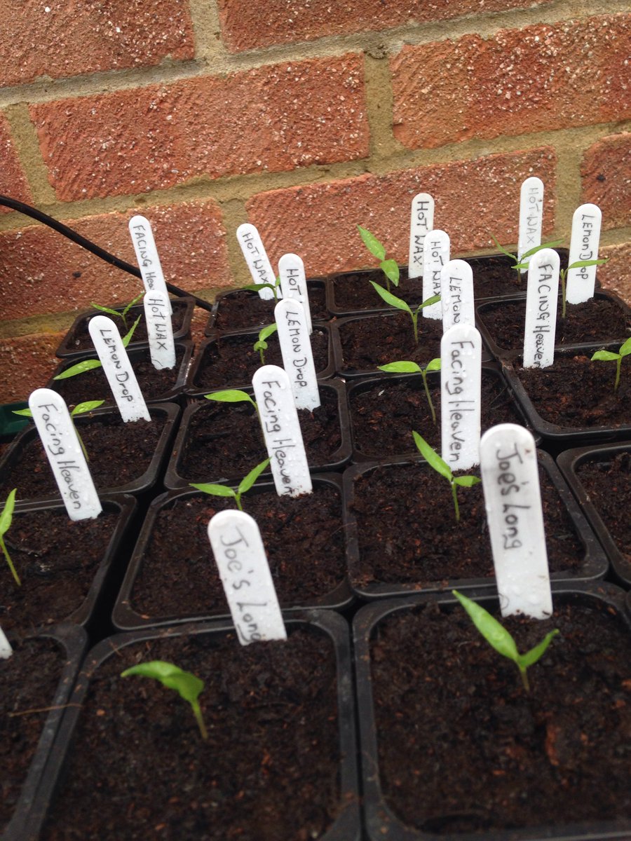 nowheremanspx's tweet photo. Chillies coming on in the greenhouse #growyourown #growingchillies https://t.co/CaV9VuMUdw