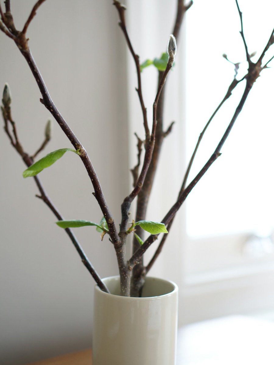 Minor_Goods's tweet image. Magnolia branches in morning light 💚 #thinkingofspring
#minorgoods #vase bit.ly/1RRYIRM