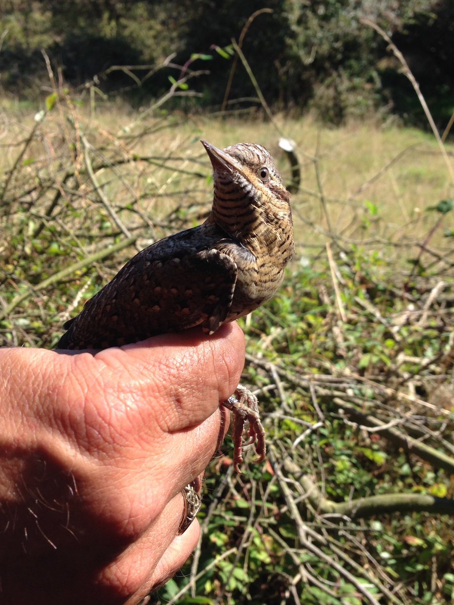 Waveney Bird Brain Challenge Monday night 19.00hrs. 
The Maltings, Pirnhow Street,
Ditchingham, Bungay, NR35 2RU.