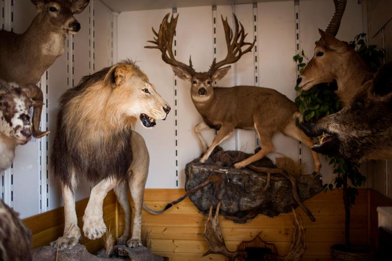 Protect_Wldlife's tweet photo. SHOW YOUR STRENGTH OF FEELING: VOTE &amp; RT NOW:- 

Should Trophy Hunting Be Banned? Vote at https://t.co/kVXI7feMG4 https://t.co/9X2xB3aG3E