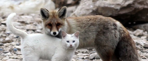FoxesWiki's tweet photo. https://t.co/mtGQnn7rWP