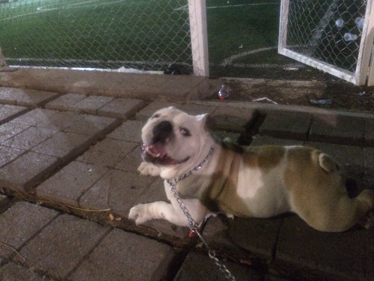 krisgava's tweet photo. #Tranquilidad #bulldogZeus #CanchaDeFut Y yo Con unas ganas impresionantes de jugar un partido con lluvia ⚽️ https://t.co/lXspcYH4Cn