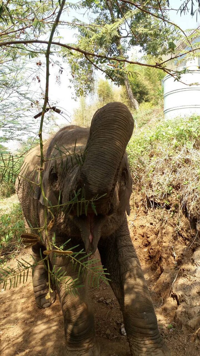 ElephantNatureP's tweet photo. This is one happy baby elephant, free to roam with her mother in the jungle https://t.co/CIMTDfIpCh