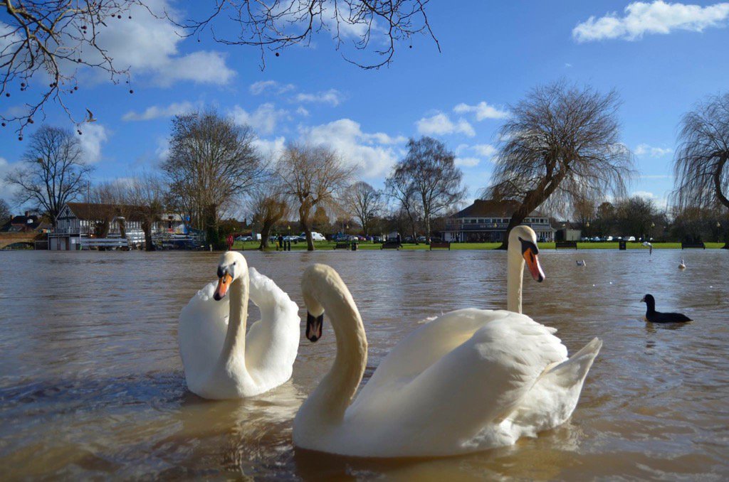 GillyRushton's tweet photo. Simon taken in stratford upon Avon yesterday on a beautiful winter sunny morning https://t.co/k9KbFsaEDK