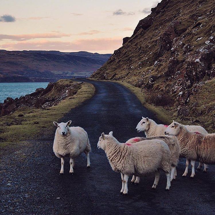 DragonwoolSheep's tweet photo. by rebanhocaroata : Lanzudas escocêsas em momento reflexão 😇 #terrasdistantes #texelsheep #texel #sheepofinstagram … https://t.co/fE1wCdHCr3