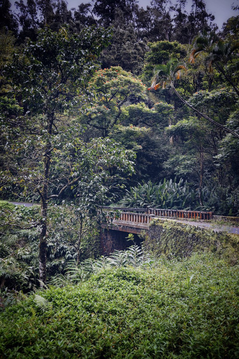 wallin_jan's tweet photo. in to the jungle. #Maui #D750 @vsco @NikonLifeEU https://t.co/ReOvc54ZIp