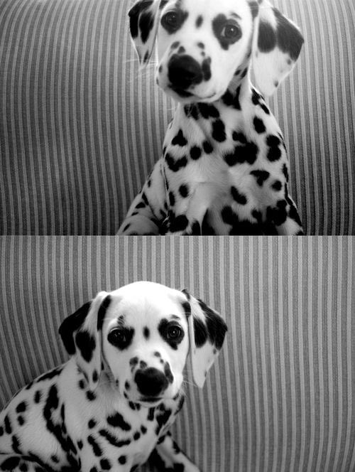 natebbs's tweet photo. I just want to have 101 dalmatians. https://t.co/VTtj07bnLU